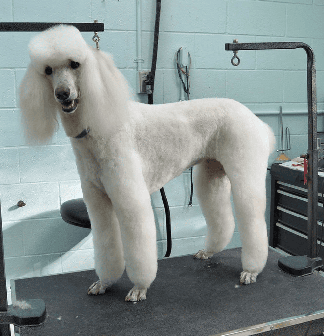 pet groomer