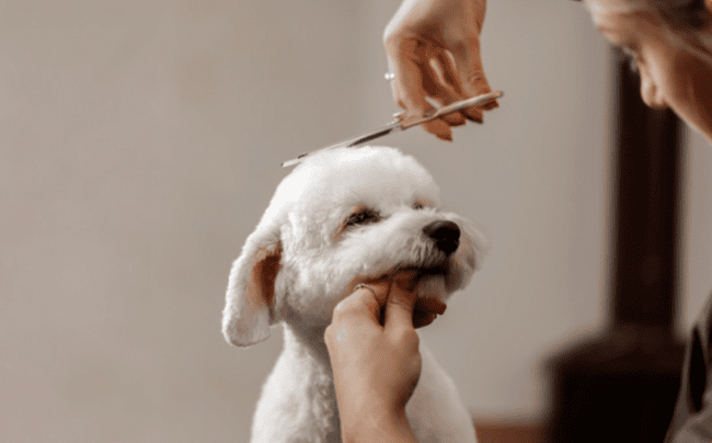 pet grooming booking and payment stack